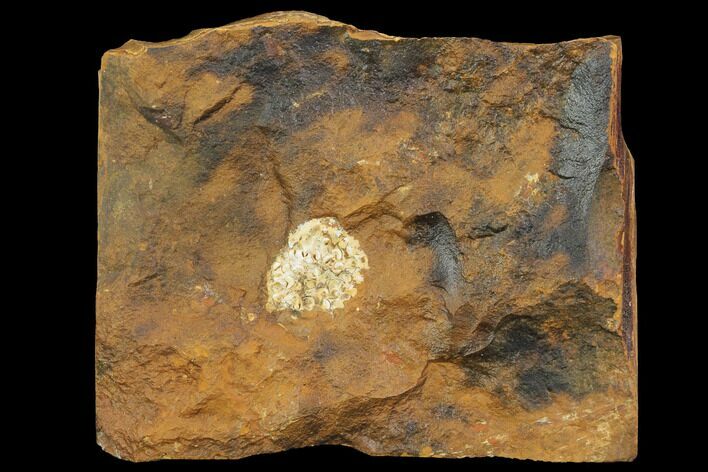 Unidentified Paleocene Fossil Fruit - North Dakota #96893